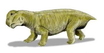 Lystrosaurus murrayi, un dicinodonte del Triásico Temprano de Sudáfrica, dibujo a lápiz, coloreado digitalmente