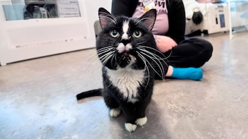 El refugio atendió al felino