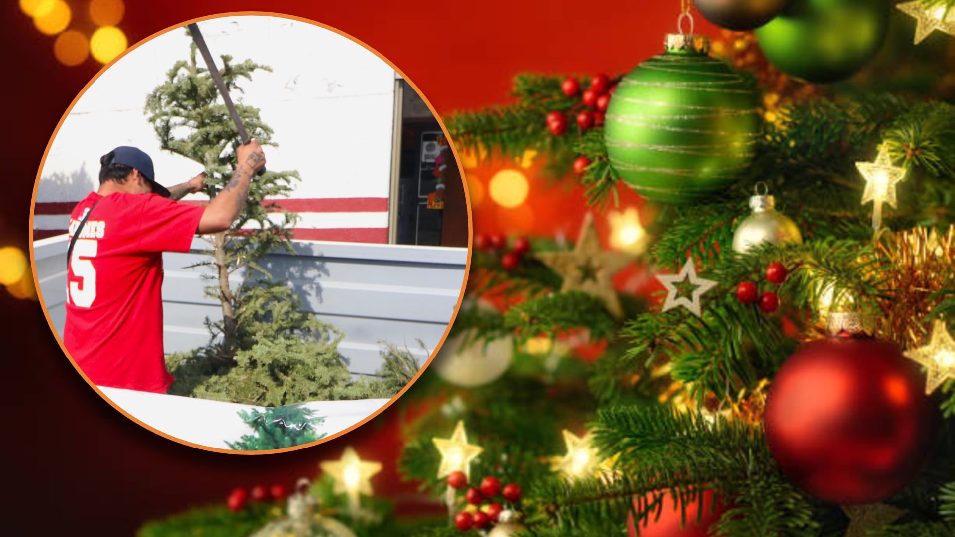 Nezahualcóyotl instala 5 puntos de recolección de árboles de Navidad para evitar riesgos