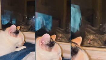 Animales, Mascotas, Gatos, Razas de gatos