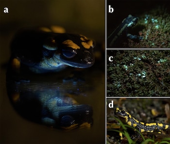 Collage de cuatro imágenes: una salamandra en primer plano bajo luz UV con reflejo, otra en musgo fluorescente, musgo solo brillando y una salamandra en luz natural
