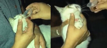 Nuevo caso de maltrato animal,