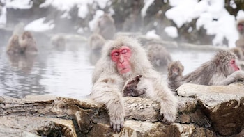 Los baños termales de los
