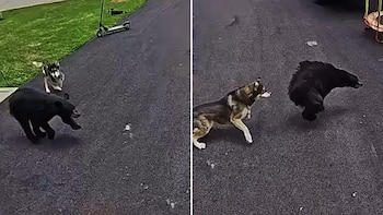La perra de una familia de Connecticut ahuyentó a un oso negro para proteger a un niño de seis años
