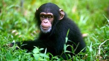 Las secuencias de signos empleadas