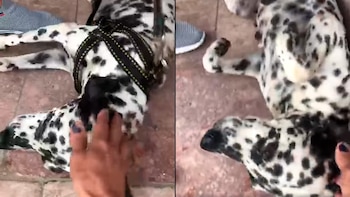 Un grupo de animalistas rescató