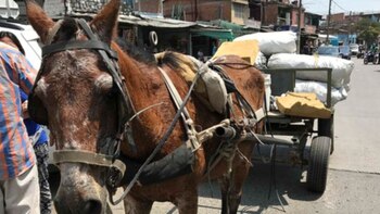 En Cali abren convocatoria para