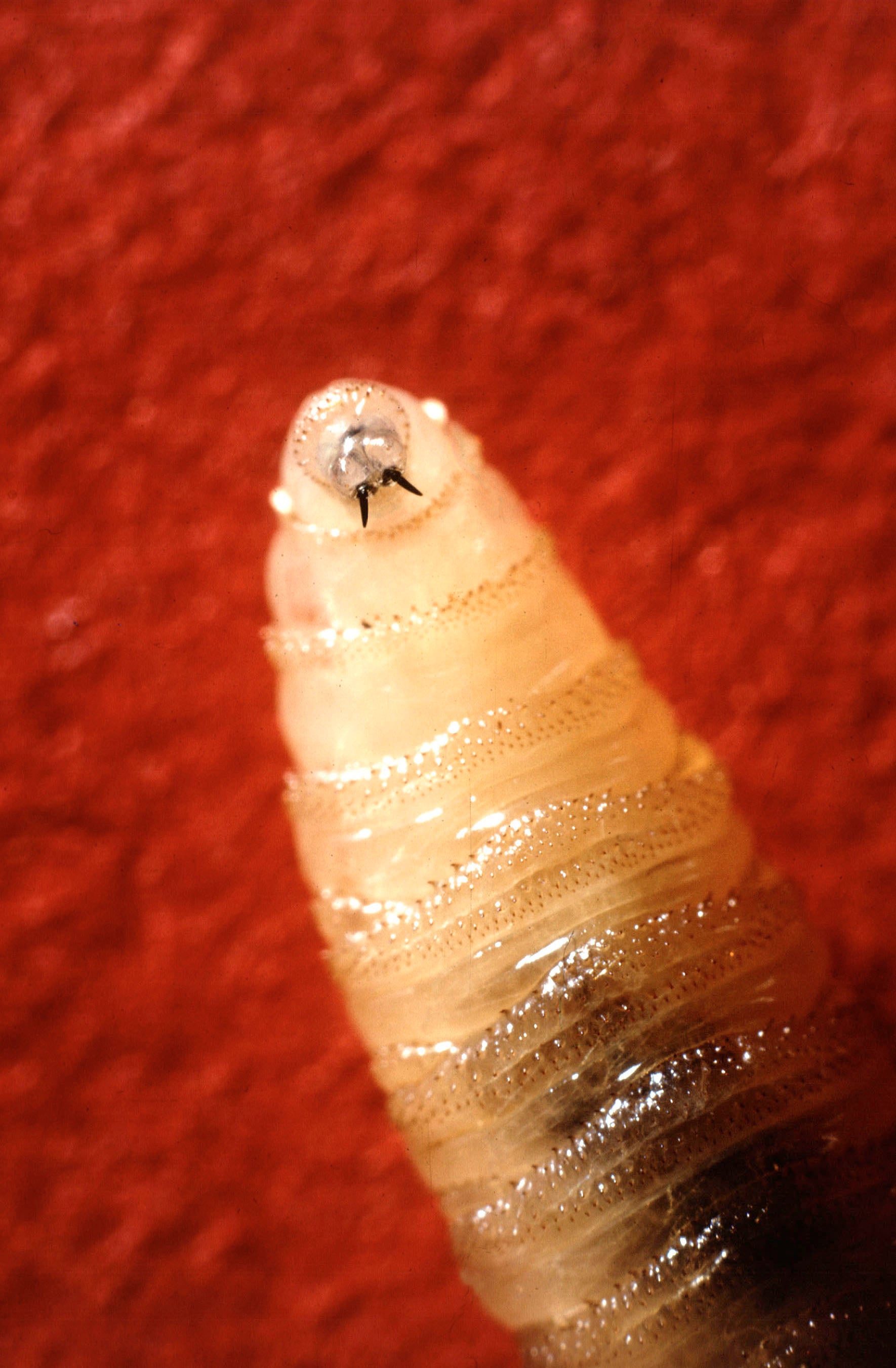 La larva del gusano barrenador representa una amenaza mortal para el ganado y otros animales de sangre caliente V(AP/ARCHIVO)