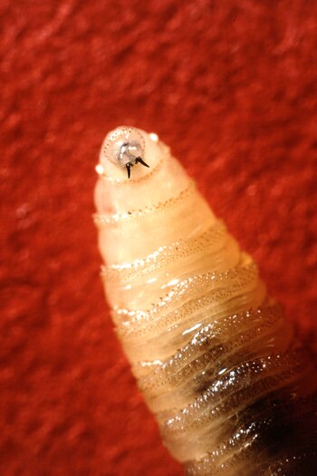 La larva del gusano barrenador