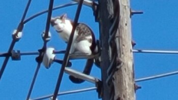 La policía pidió auxilio a