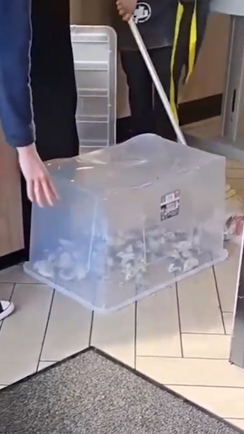 Vándalos pro-palestina lanzaron ratones en