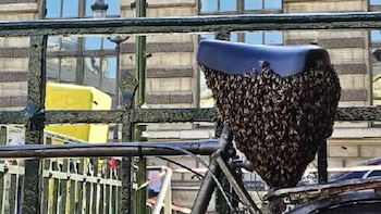 Un hombre descubre un enjambre de hasta 15.000 abejas debajo del sillín de su bicicleta: tuvo que intervenir un apicultor