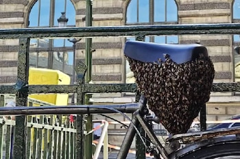 El enjambre de abejas bajo el sillín