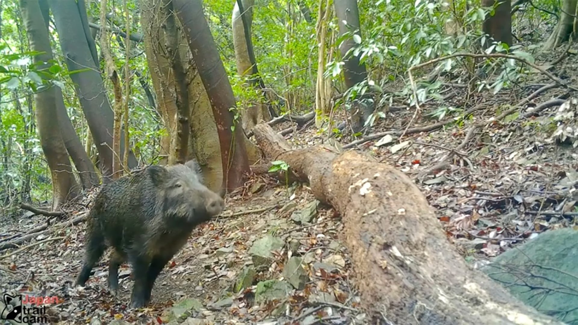 Las investigaciones utilizaron muestras genéticas de 191 jabalíes en Fukushima (JapanTrail Cam ArgentiNat)