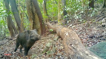 Los jabalíes híbridos en Fukushima: