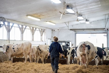 Los ciudadanos piden apoyo en medio de la temporada de lluvias para que sus animales no sufran - crédito Alex Filipe/REUTERS