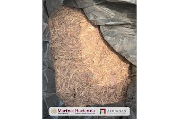 El tepezcohuite es una planta originaria del sur de México utilizada tradicionalmente por sus propiedades asociadas al cuidado de la piel. (Cortesía)