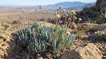 Una planta suculenta de hojas tubulares verdiazules y tallos finos con flores amarillas crece sobre rocas y tierra seca.