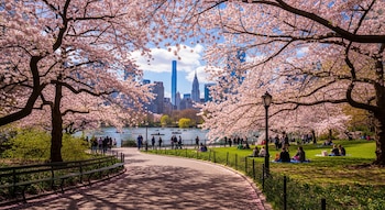 Cerezos en flor adornan Central