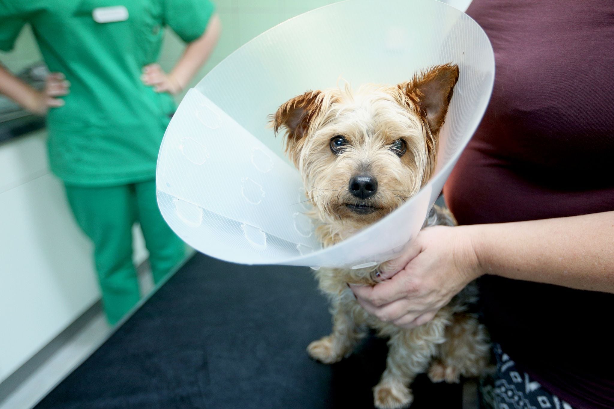 La esterilización y castración se asocian a una mayor esperanza de vida y a la reducción de riesgos de cáncer en la población canina (Foto: Ina Fassbender/dpa)