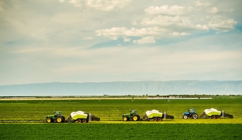 Expo alfalfa