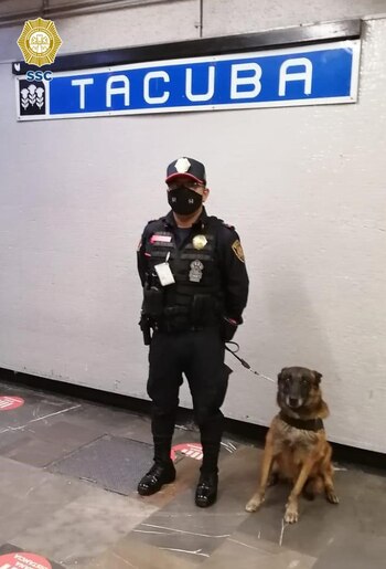 Los caninos tienen realizan actividades