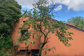 Este árbol, que se distingue