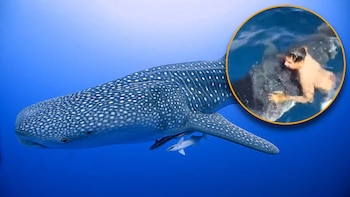 Video viral muestra a pescadores interactuando con tiburón ballena en costas Manzanillo