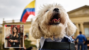 Esta es la ley que castiga el abuso sexual de animales por la cual la senadora animalista Andrea Padilla le agradeció a Abelardo de la Espriella