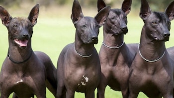 Cuatro perros sin pelo del Perú de color negro. Los perros tienen orejas grandes y erguidas. Uno de ellos tiene el hocico abierto