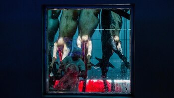 Un matadero en Porto Velho