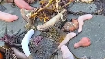 Aparecieron peces penes en la costa de Comodoro Rivadavia