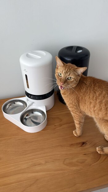 Este comedero automático ofrece temporizador