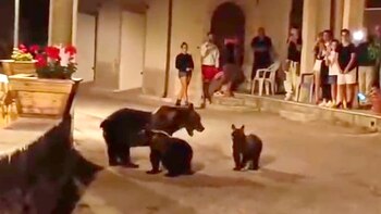 Consternación en Italia por la ejecución de una osa parda en peligro de extinción delante de sus dos crías