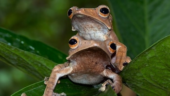 Ranas en el Perú: país registra más de 620 especies y alto nivel de endemismo en anfibios. (Foto: FB/@upch.favez)