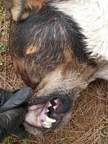 Ana Dolores Adriana Rocky, de