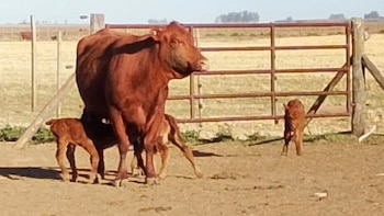 “Ocurre una vez cada 100 mil casos”: una vaca tuvo trillizos de forma natural y aseguran que es un hecho único