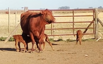 Una vaca Aberdeen Angus tuvo trillizos en Córdoba sin asistencia veterinaria: "Es un fenómeno que ocurre una vez cada 100.000 pariciones"