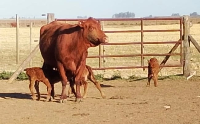 El parto fue producto de monta natural, dado que los nacimientos correspondientes al protocolo de inseminación artificial del establecimiento ya habían tenido lugar (Fotos: Agroverdad)