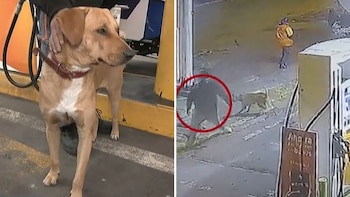 'Gringo' es un perrito de