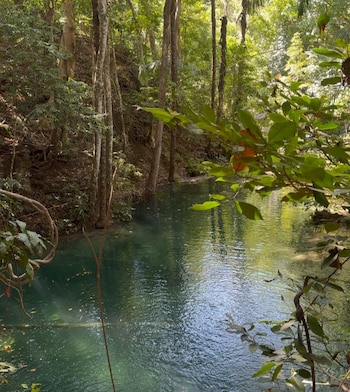 Un curso de agua verdosa rodeado de árboles y vegetación densa en un entorno forestal