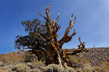 El Gran Abuelo está en