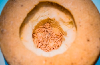 Queso con larvas (Foto: AFP)