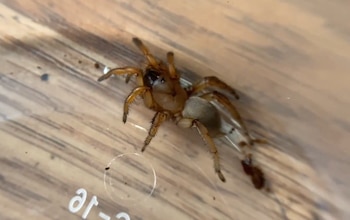 Primer plano de una araña marrón con patas velludas sobre una superficie de madera dentro de un recipiente transparente