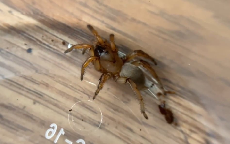 La especie Aptostichus stephencolberti habita de manera exclusiva en las dunas costeras situadas entre Monterey y la bahía de San Francisco (YouTube/@tarantulakat)