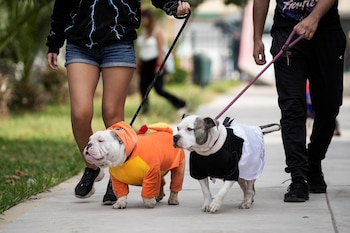 Dogs dressed in Halloween costumes participate in a pet costume competition, in Lima, Peru October 25, 2024. REUTERS/Angela Ponce