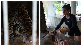 Reaparece Pepe Tigre en Cancún: deja a influencers alimentar a un jaguar y les permite entrar a su restaurante abandonado