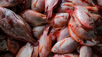 Estas son las recomendaciones del Invima para que coma pescado de forma segura en la Semana Santa