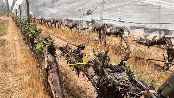 Plantas de la colección de