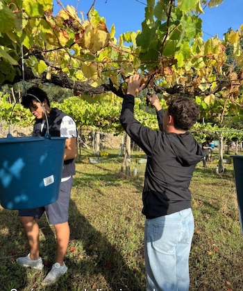 Imagen PXV3UNWYBZEUVOYSN7IV5H4KSA